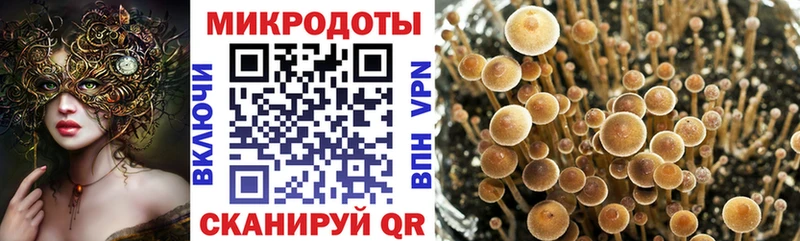 Купить  Курлово  Галлюциногенные грибы Cubensis 